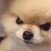 前